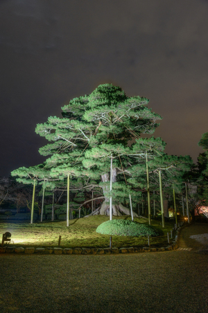 Night view of the beautiful pine tree in the gardenの写真素材