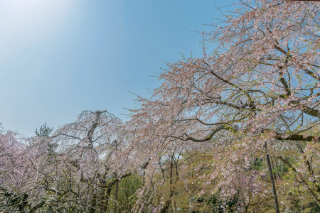 Scenery of the spring garden in Tenryu-ji templeのeditorial素材