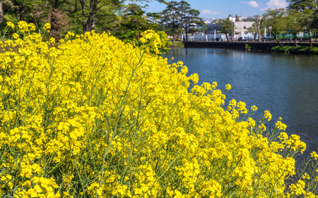 Scenery of the Takada-jo castle in Joetsu, Japanのeditorial素材