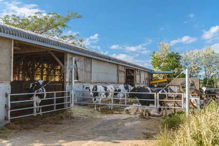 Milk cow of the cowhouse
