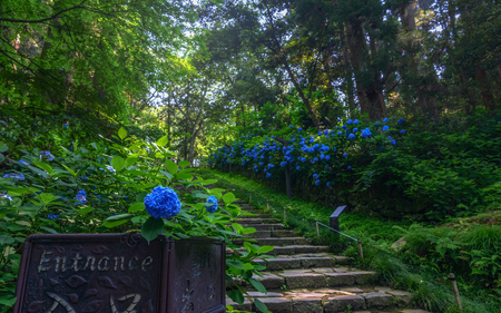 The hydrangea which blooms on the approach of the Zuihodenの素材 [FY31085342460]