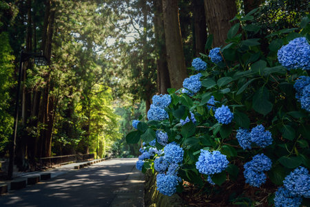The hydrangea which blooms on the approach of the Zuihoden