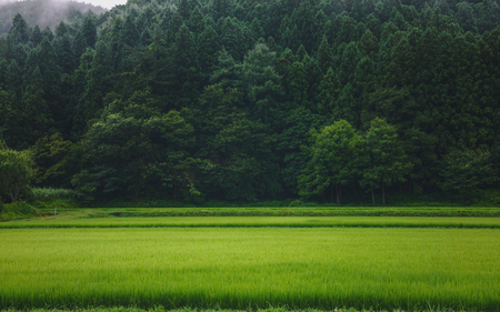 Scenery of the rice field in the mountain villageの写真素材