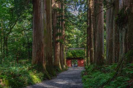 The Shinto gate of the Togakushi jinja shrine in forestのeditorial素材