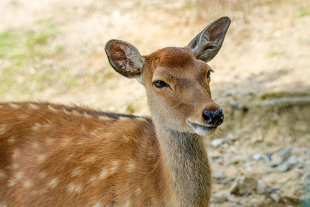 Japanese deerの写真素材