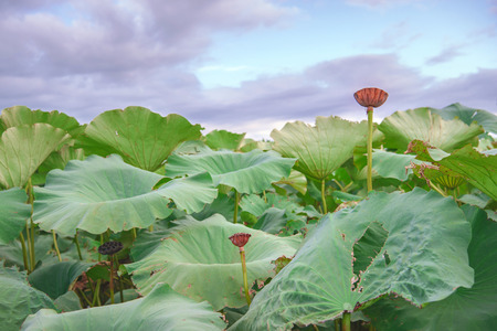 Beauty evening view Lotus root fieldの写真素材