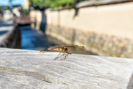 The dragonfly which stops on a railingの写真素材