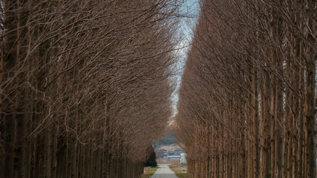 Avenue of metasequoia in winter duskの写真素材