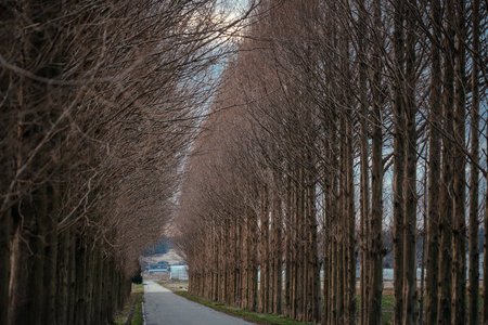 Avenue of metasequoia in winter duskの写真素材