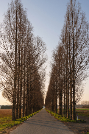 Avenue of metasequoia in duskの写真素材
