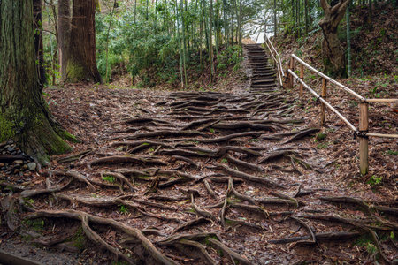 Root of the tree
