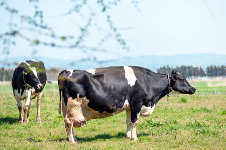 Milk cow of the ranch