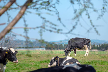 Milk cow of the ranchの写真素材