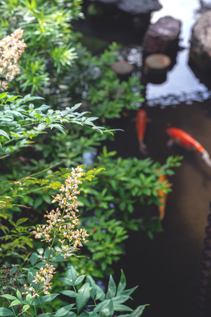 Scenery of the beautiful Japanese gardenの写真素材