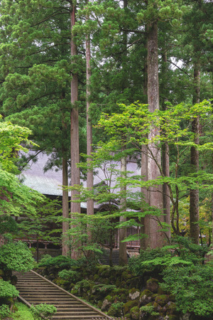 Forest of the Eiheiji temple in Fukui, Japanの写真素材