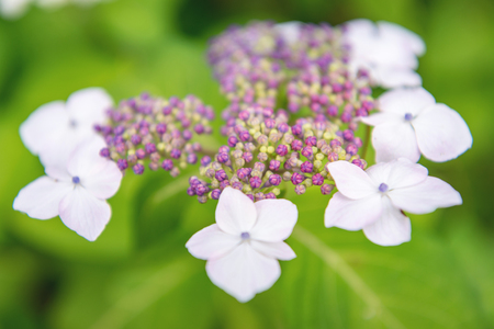 Hydrangea macrophylla in the gardenの写真素材