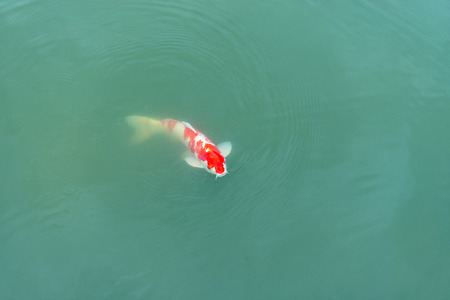 The colored carp swims in the pondの写真素材