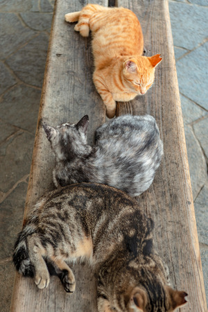 Homeless cats of the park in Onomichi city, Japanの写真素材