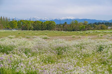 Spring landscape of the rural districtの写真素材