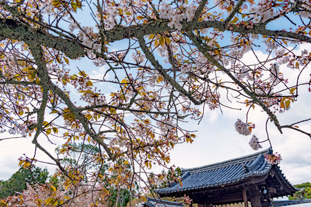 Spring scenery of the Daigo-ji Temple in Kyoto, Japan