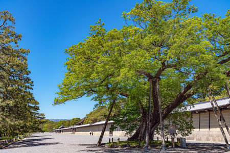 Moku tree of the Shimizudani Residence of Kyoto Imperial Palace in Japanのeditorial素材