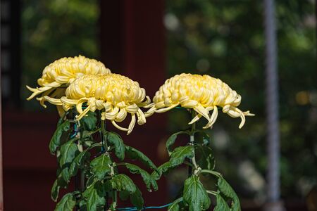 Japanese Chrysanthemum in full bloomの写真素材