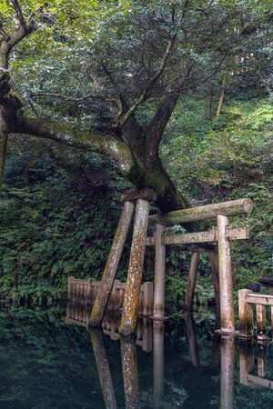 The Mitarai Pond of the Kashima Jingu Shrine in Kashima, Ibaraki, Japanのeditorial素材