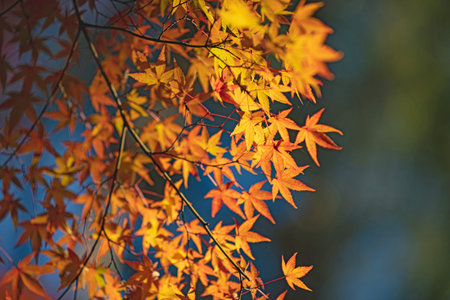 Beautiful autumn colour leaves