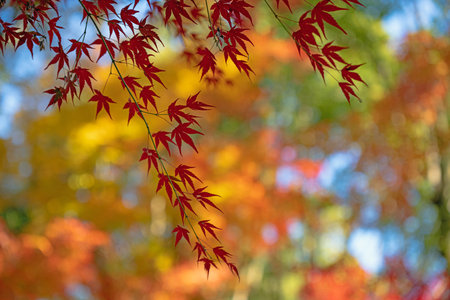 Beautiful autumn colour leaves