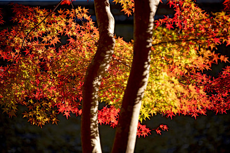 Beautiful autumn colour leaves in the garden