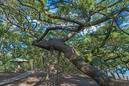 Scenery of the Mihonomatsubara in Shizuoka, Japanの写真素材