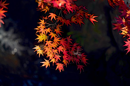 Beautiful autumn colour leaves in the garden