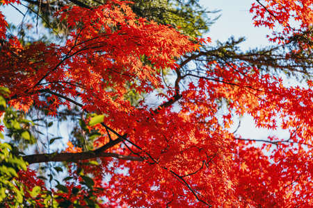 Beautiful autumn colour leaves in the gardenの写真素材