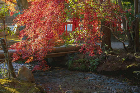 Beautiful autumn colour leaves in the garden in Kyoto, Japanの写真素材