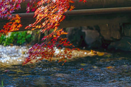 Beautiful autumn colour leaves in the garden in Kyoto, Japanの写真素材