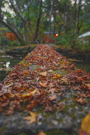 Autumn scenery of Kyoto, Japanの写真素材