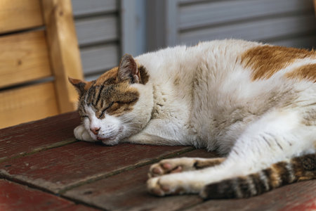 Stray cat taking a napの写真素材