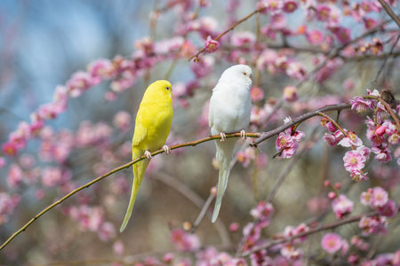 <p>Budgerigar Perching on a Plum Branch</p>の写真素材