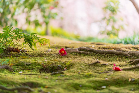 Plum grove and fallen camellias in a Japanese gardenの写真素材