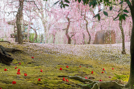 Plum grove and fallen camellias in a Japanese gardenの写真素材