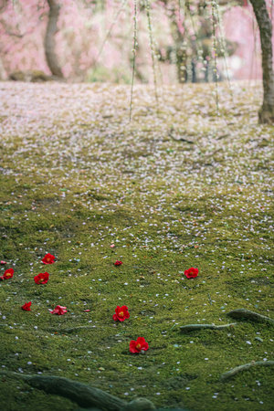 Plum grove and fallen camellias in a Japanese gardenの写真素材