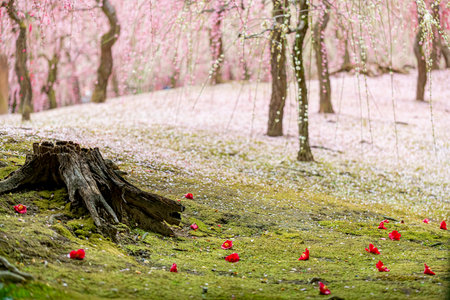 Plum grove and fallen camellias in a Japanese gardenの写真素材