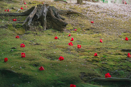 Plum grove and fallen camellias in a Japanese gardenの写真素材