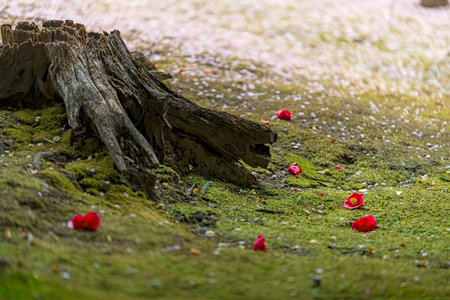Plum grove and fallen camellias in a Japanese gardenの写真素材