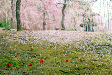 Plum grove and fallen camellias in a Japanese gardenの写真素材