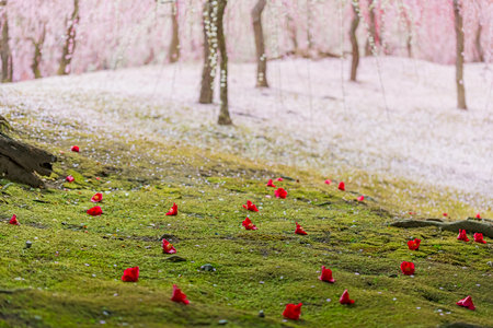 Plum grove and fallen camellias in a Japanese gardenの写真素材