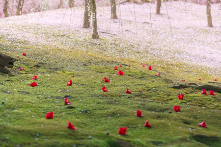Plum grove and fallen camellias in a Japanese gardenの写真素材