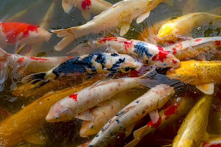 Koi fish swimming in the pond, closeup of photo.の写真素材