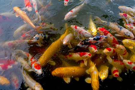 Koi fish swimming in the pond. Close up of colorful fishes.の写真素材