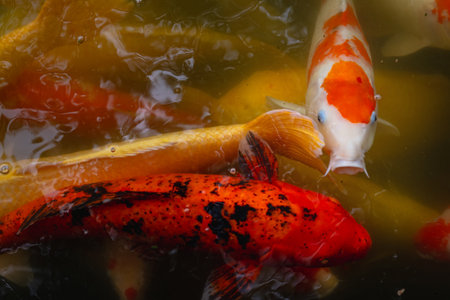 Colorful koi fish swimming in a pond, closeup of photoの写真素材